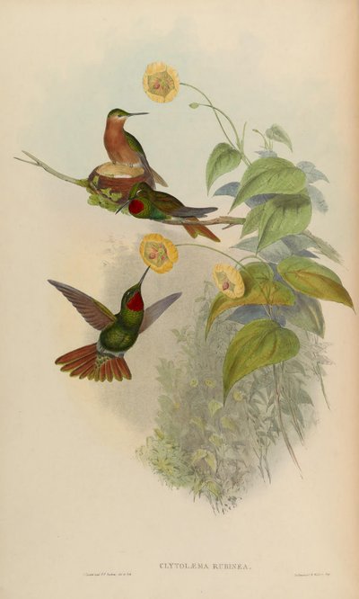 Clytolaema rubinea von John Gould